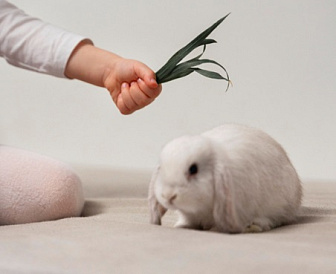 10 лучших кормов для декоративных кроликов