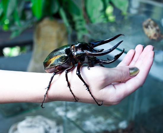9 самых больших жуков в мире
