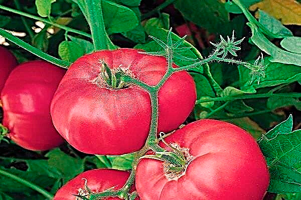 Что такое пасынкование и схема пасынкования томатов