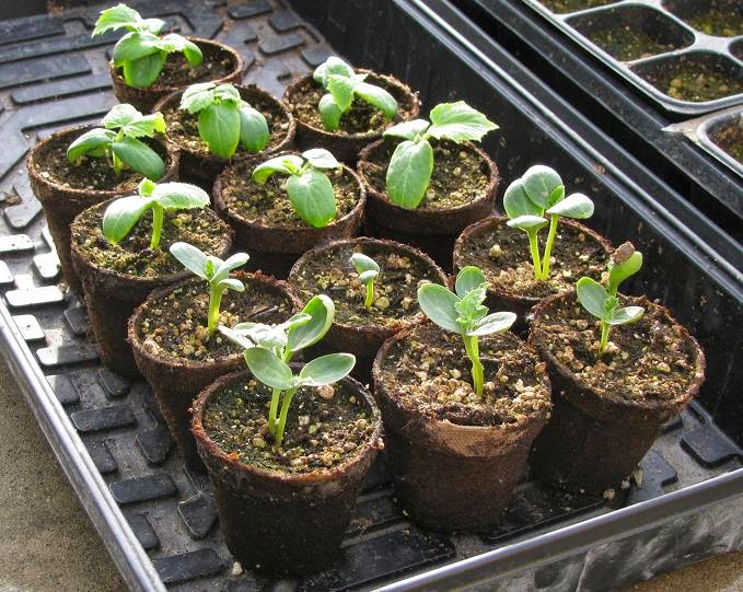 Как вырастить арбуз в открытом грунте