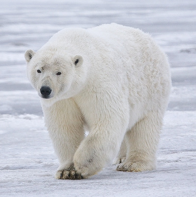 Белый медведь/медведь кадьяк – самое большое наземное плотоядное