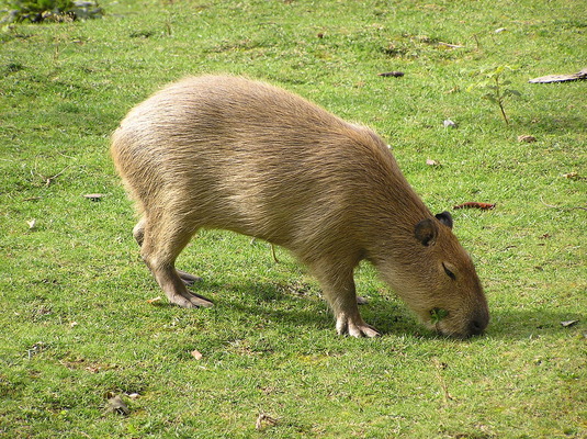 Капибара (морская свинка) – самый большой грызун