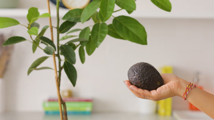 Выращивание авокадо из косточки: в домашних условиях и в открытом грунте