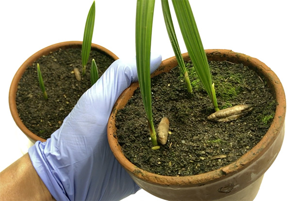 Финиковая пальма из косточки в домашних условиях: как вырастить и ухаживать