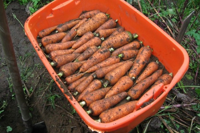 Как сохранить морковь и свеклу на зиму