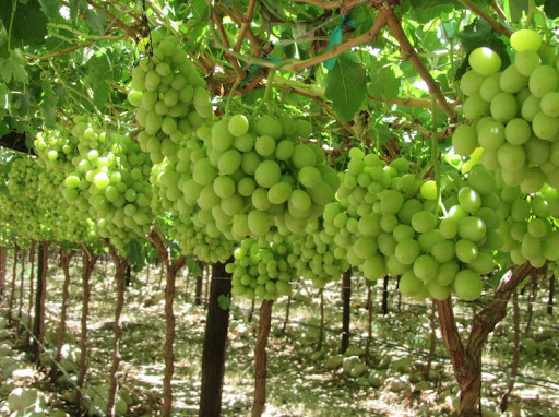 Как сажать виноград, уход и болезни винограда