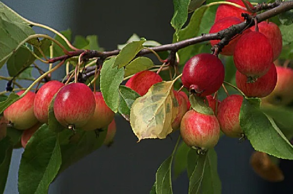 Описание и разновидности яблок сорта ранетки