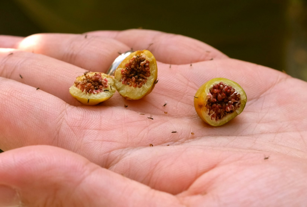 Выращивание инжира в открытом грунте