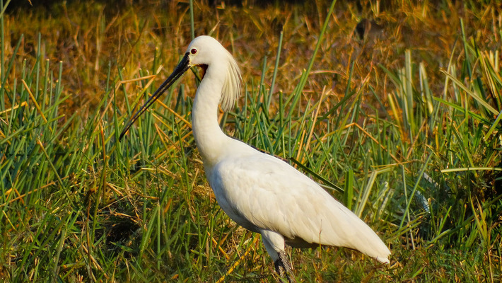 Национальный орнитологический парк Кеоладео
