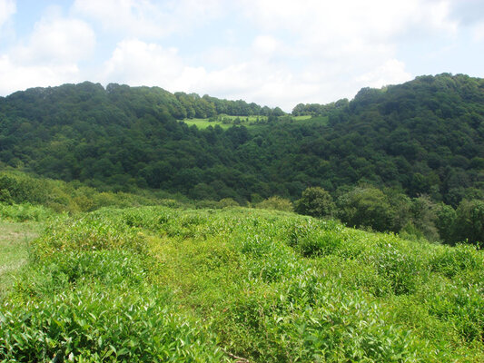 Чайная плантация в Дагомысе