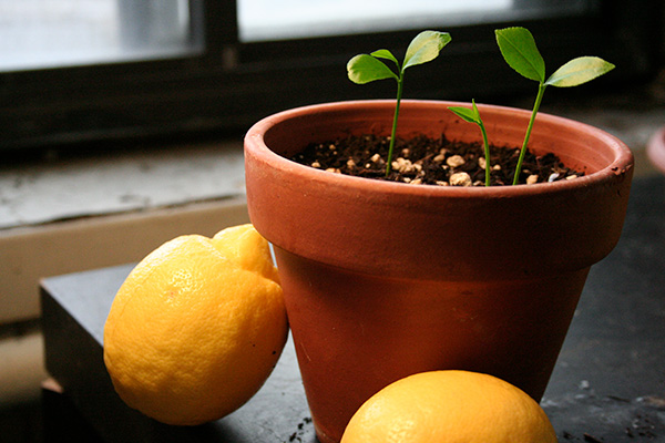 Лимонное дерево в домашних условиях: нюансы выращивания