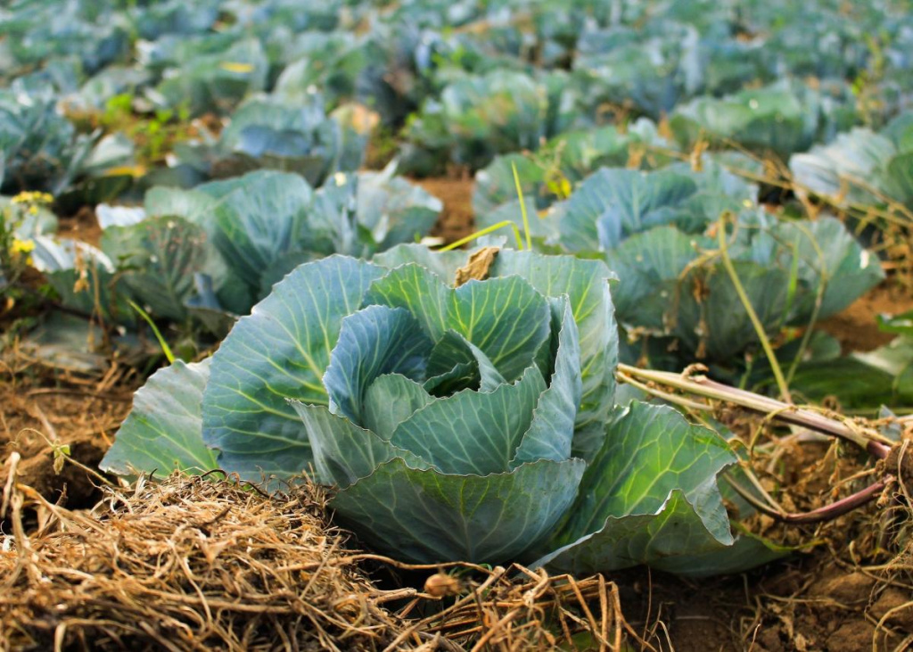 Посадка капусты в открытый грунт: особенности ухода и выращивания
