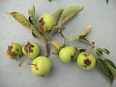 apple-tree-disease
