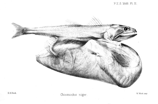 Рыба-мешкоглот (Chiasmodon niger)