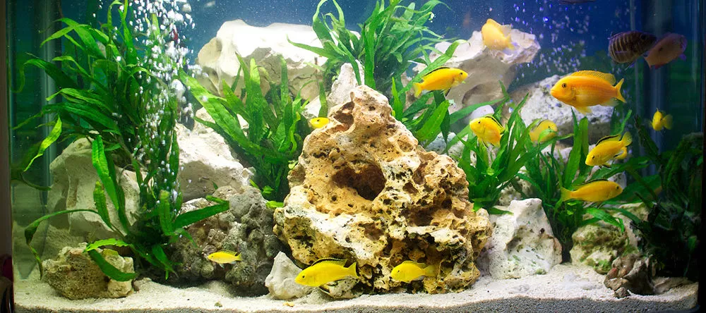 how to choose an aquarium