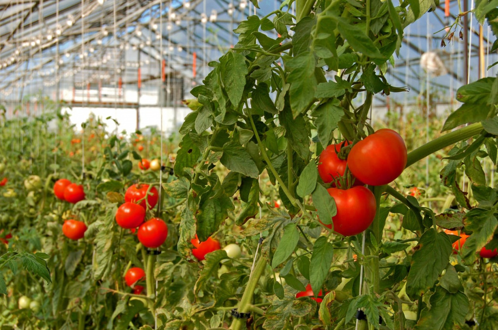 Что такое пасынкование и схема пасынкования томатов