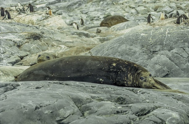 Южный морской слон – самое большое морское плотоядное