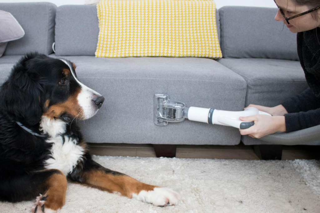Как убрать запах собаки в квартире: эффективные способы решения проблемы, советы кинологов