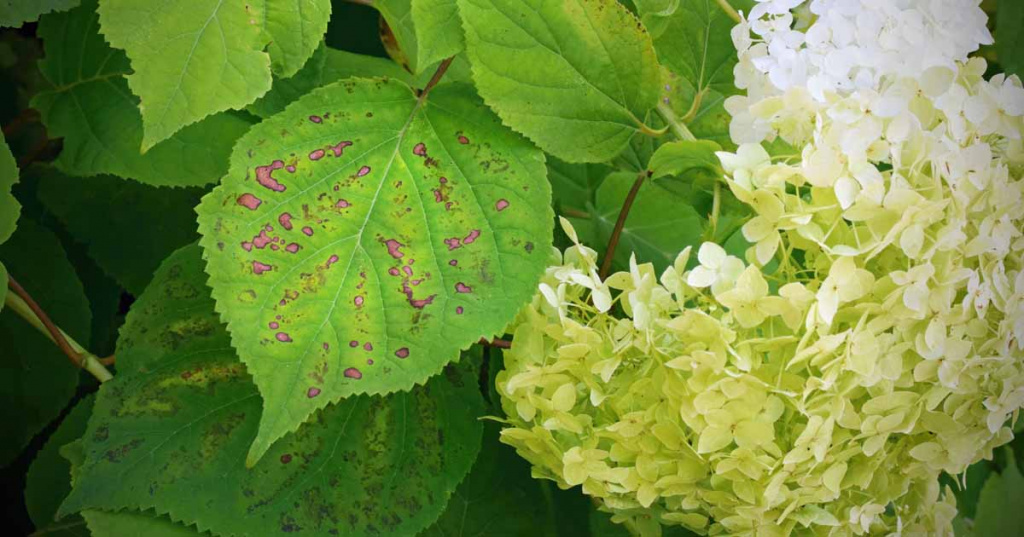 Правила посадки гортензии весной – уход за растениями, борьба с болезнями