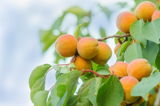 apricot-tree-branches-sunshine-sunshine-branches-organic-apricot-tree.jpg