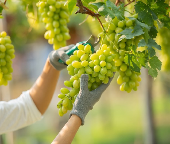 female-wearing-overalls-collecting-grapes-vineyard.jpg