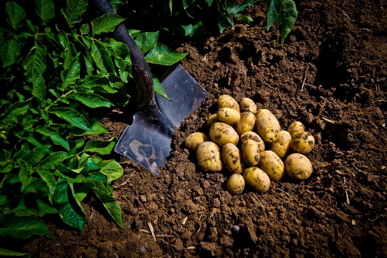 closeup-shot-yellow-freshly-picked-potatoes-field-idaho.jpg
