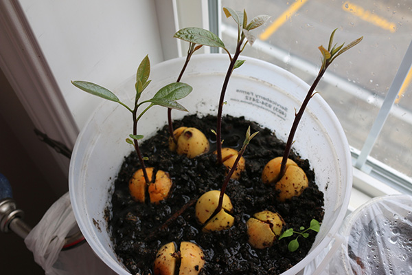 Выращивание авокадо из косточки: в домашних условиях и в открытом грунте