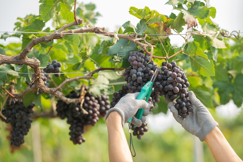 hands-holding-cutting-grape-from-plant.jpg