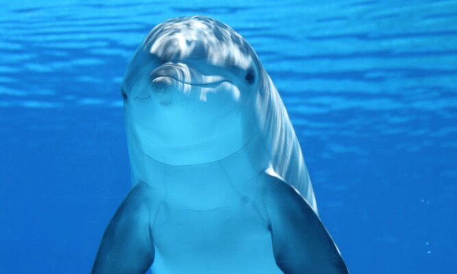 «Страна дельфиния» Севастополь