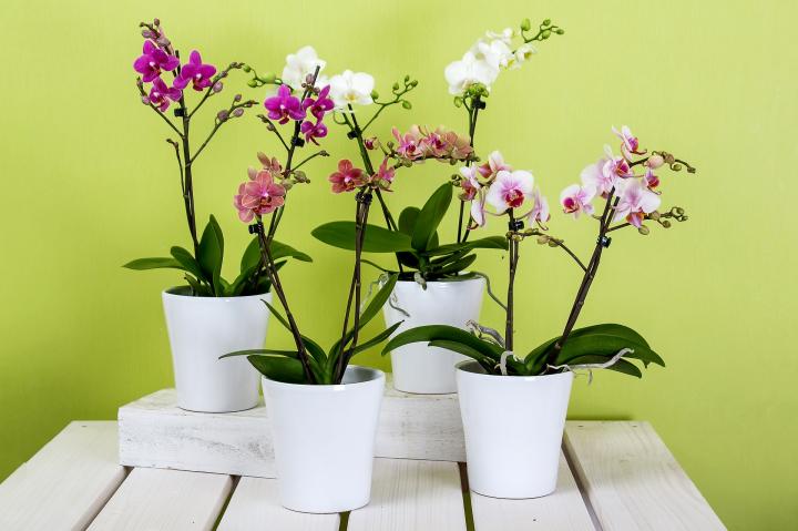 Уход за орхидеей в горшке в домашних условиях - уход, пересадка, размножение