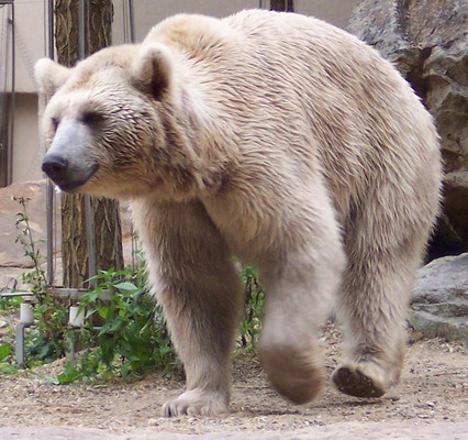Сирийский бурый медведь