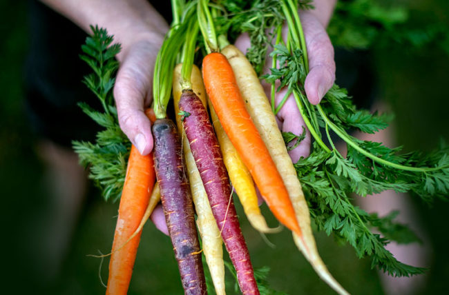 Когда и как сажать морковь в открытый грунт