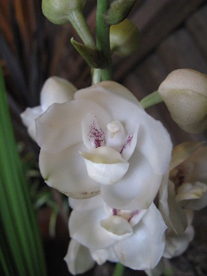Орхидея-голубь (Дух орхидеи)