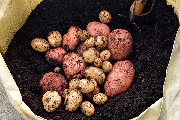 Как быстро вырастить картофель
