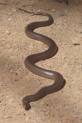 Восточная коричневая змея