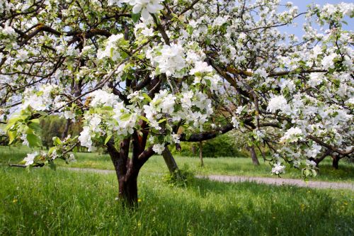 Плодовые деревья весной – уход, обрезка, посадка