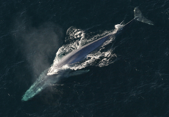 Голубой кит – самое большое морское животное
