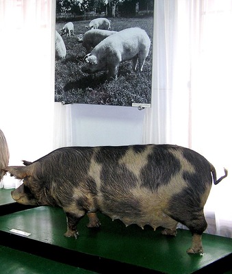 Миргородская свинья 
