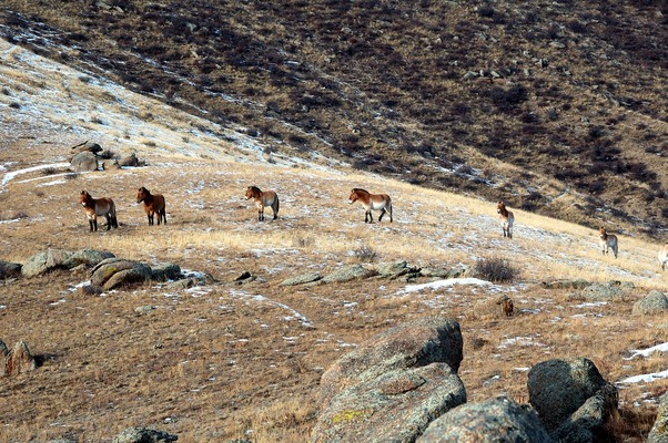 Национальный парк Хустай