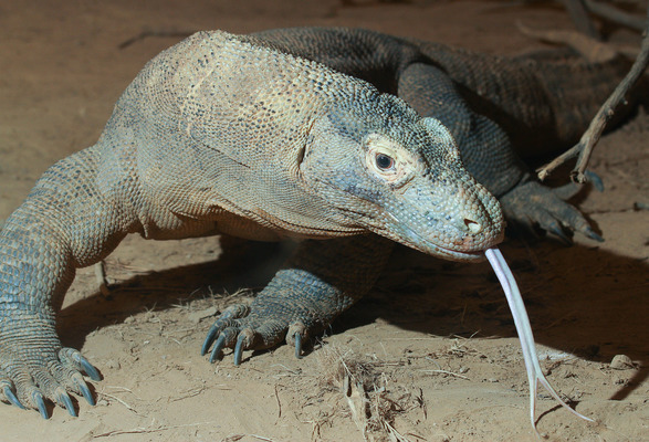 Комодский варан – самая большая ящерица