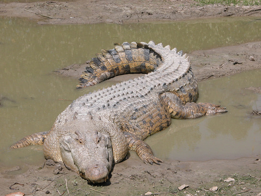 Гребнистый (морской крокодил) – самая большая рептилия
