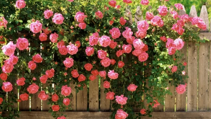 плетистые розы-клаймберы Flammentanz