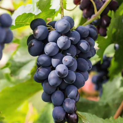 Какие сорта винограда можно выращивать в подмосковье?