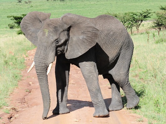 Африканский слон – самое большое наземное животное