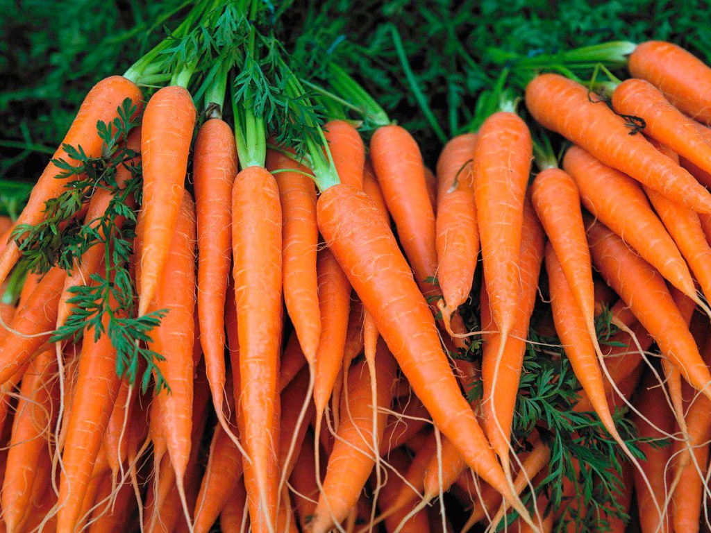 Как сажать морковь и когда