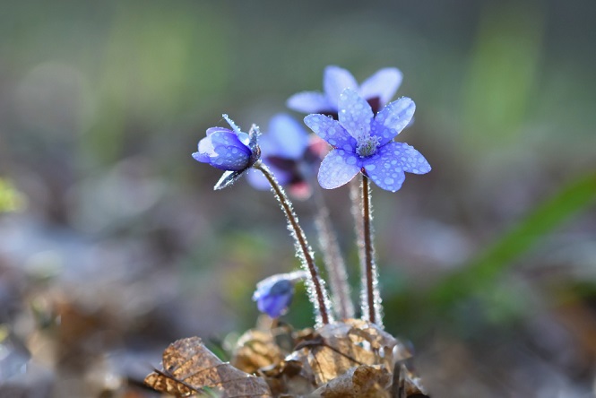 blue-gentle-flowers-dew.jpg