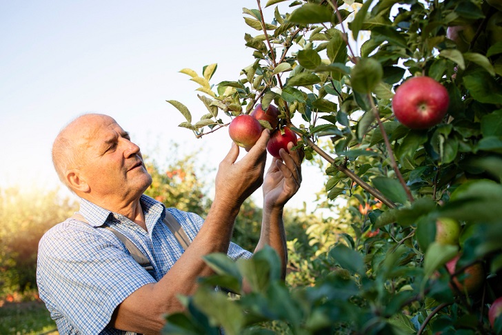 senior-man-worker-picking-up-apples-fruit-orchard.jpg
