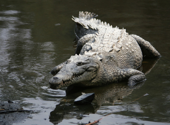 Острорылый американский крокодил