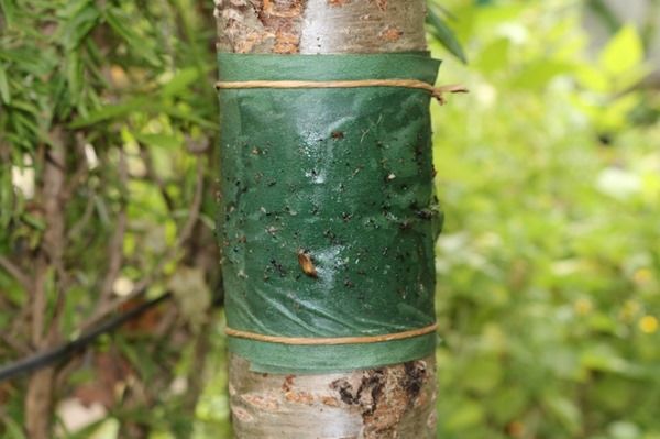 Защита плодовых деревьев от болезней и вредителей