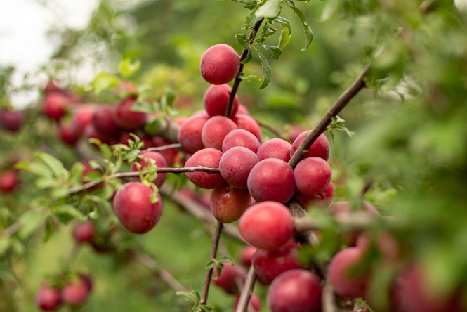 sweet-delicious-red-plums-growing-tree-branches.jpg